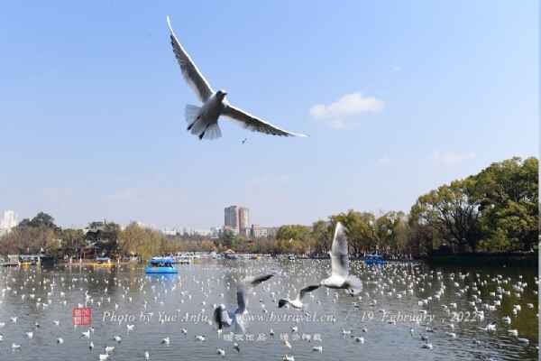 翠湖公园