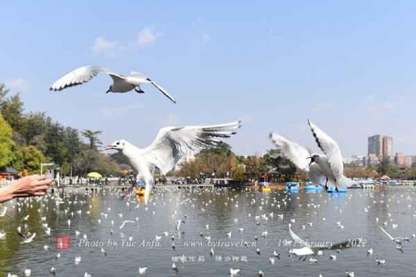 翠湖公园